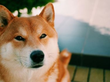 Dogecoin has touched its new ATH, after many celebrities tweeted in its favor